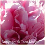 Visit Tess' Photography Online!