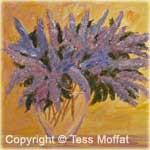 "Lilacs"